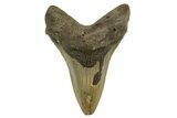 Fossil Megalodon Tooth - North Carolina #328237-1
